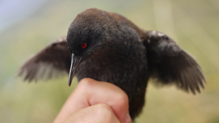 Cómo es posible que un pájaro que no puede volar llegara a una isla en mitad del océano
